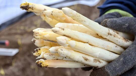 Spargelernte in Iffezheim