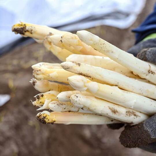 Spargelernte in Iffezheim