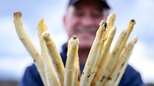 Spargelernte in Iffezheim