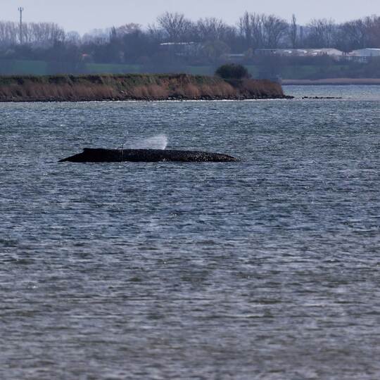 Buckelwal liegt weiter in Wismarbucht Buckelwal liegt weiter in Wismarbucht