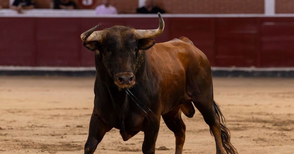 Bull kills arena employee in Spain