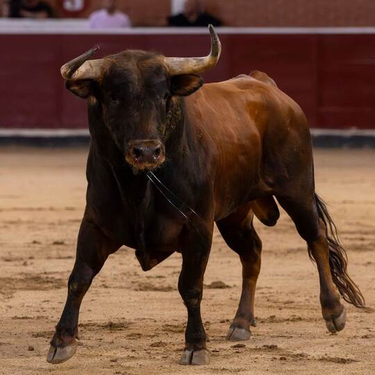 Stierkampf in Spanien Stierkampf in Spanien