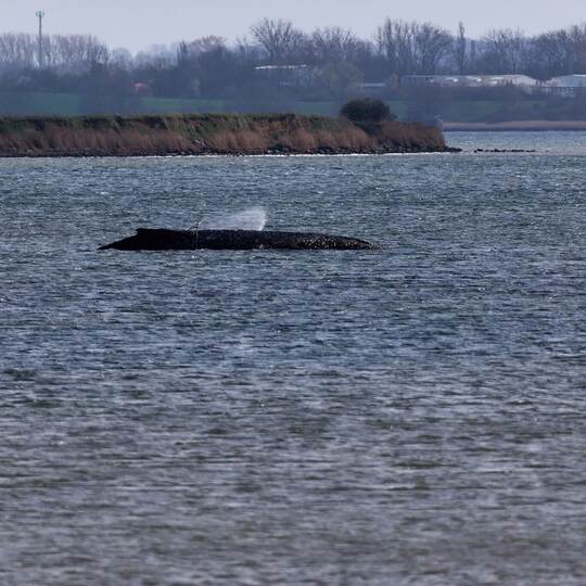 Buckelwal liegt weiter in Wismarbucht