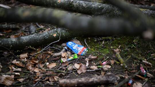 Baum umgestürzt - Drei Tote bei Flensburg