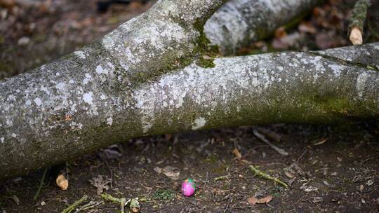 Baum umgestürzt - Drei Tote bei Flensburg Baum umgestürzt - Drei Tote bei Flensburg