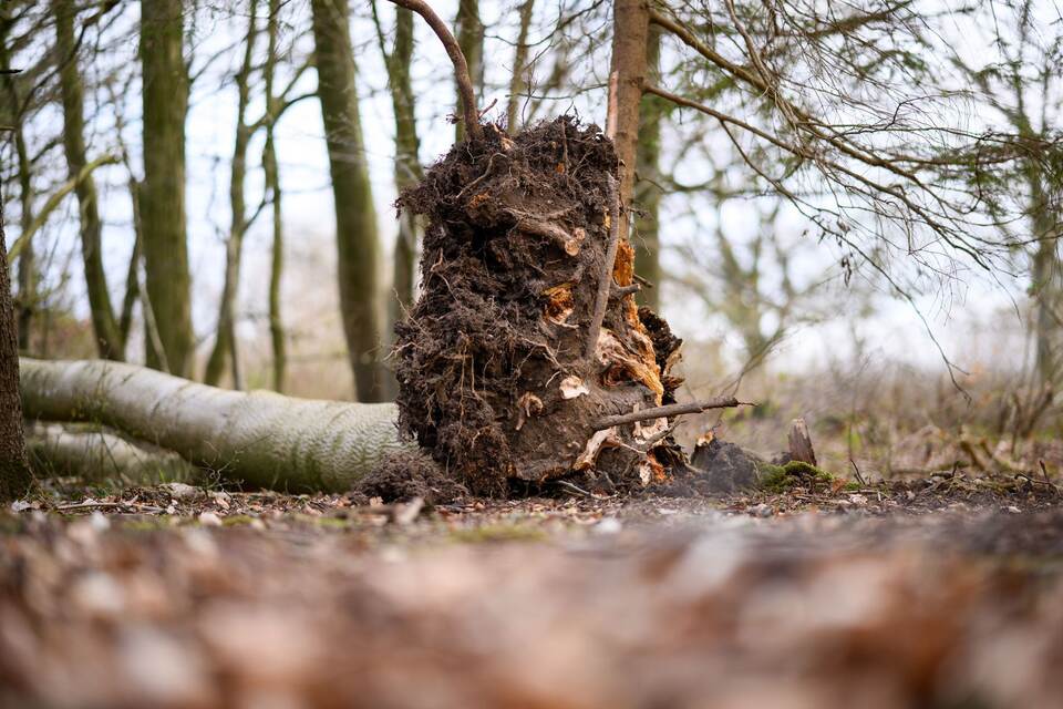Baum umgestürzt - Drei Tote bei Flensburg Baum umgestürzt - Drei Tote bei Flensburg