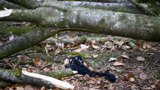 Baum umgestürzt - Drei Tote bei Flensburg Baum umgestürzt - Drei Tote bei Flensburg