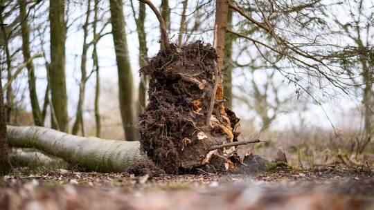 Baum umgestürzt - Drei Tote bei Flensburg Baum umgestürzt - Drei Tote bei Flensburg