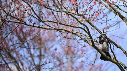 Vogel im Frühling Vogel im Frühling