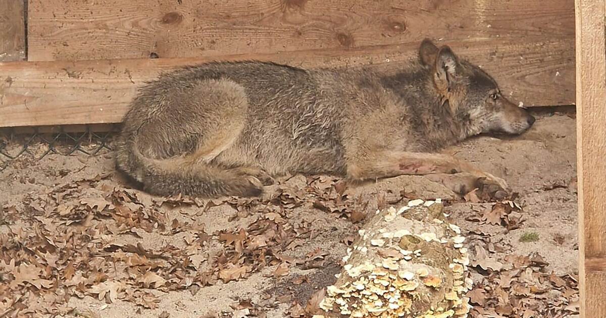 After attack in Hamburg: Wolf free again