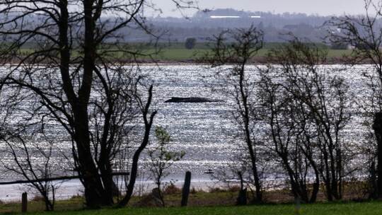 Buckelwal liegt weiter in Wismarbucht Buckelwal liegt weiter in Wismarbucht