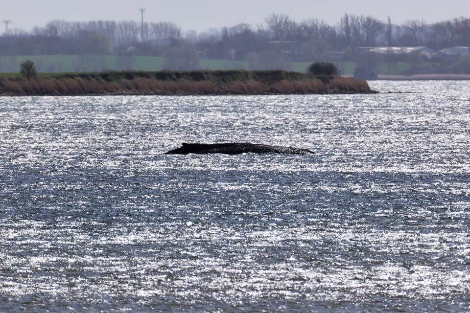 Buckelwal liegt weiter in Wismarbucht Buckelwal liegt weiter in Wismarbucht
