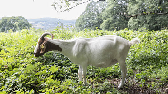 Ausgleichsmaßnahmen der Bahn in Gelnhausen