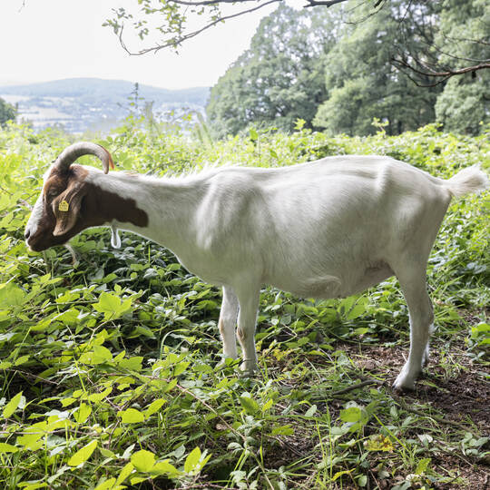 Ausgleichsmaßnahmen der Bahn in Gelnhausen