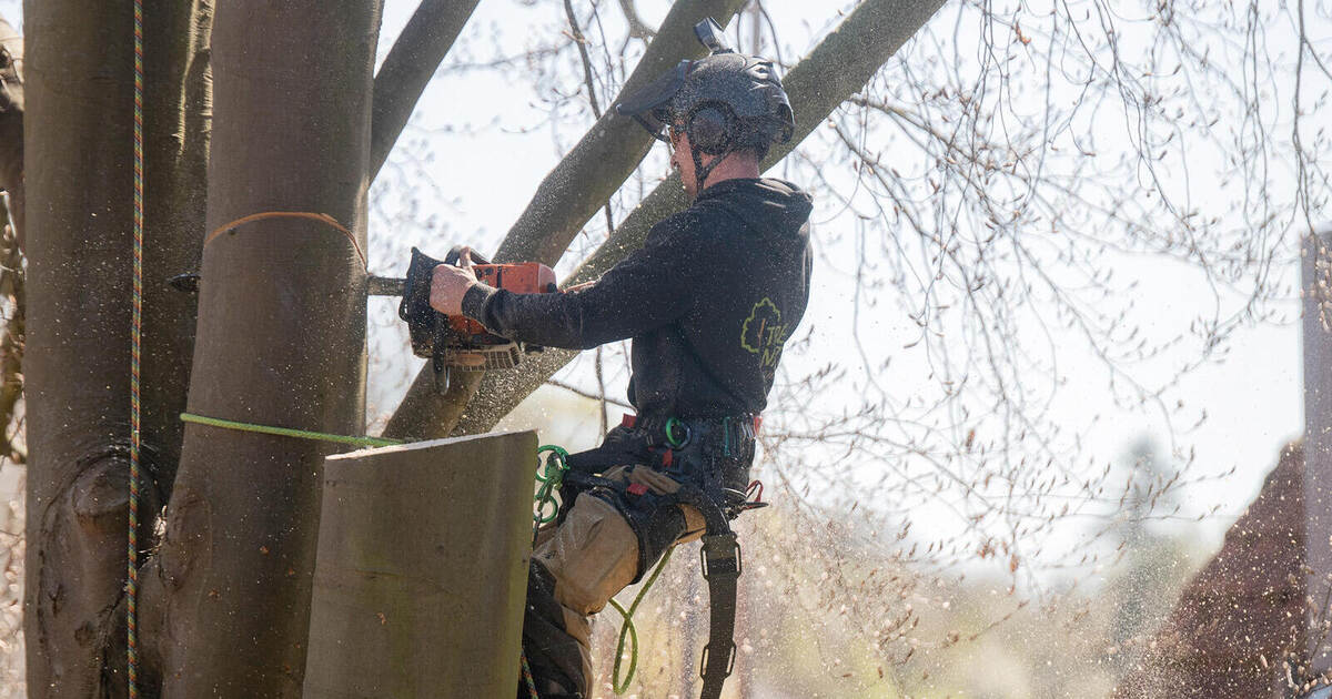 Dürrmenz loses landmark: 100-year-old beech tree must be felled