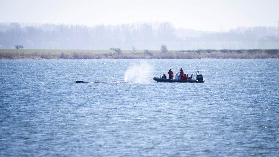 Buckelwal liegt weiter in Wismarer Bucht