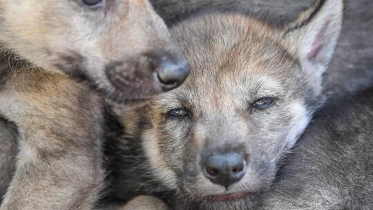 Wolfswelpe Wolfswelpe