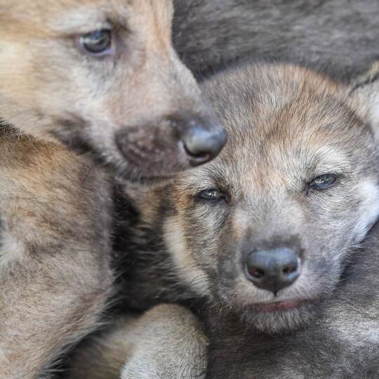 Wolfswelpe Wolfswelpe