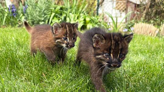 Nachwuchs bei Asiatischen Goldkatzen