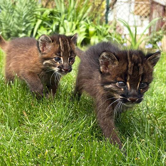 Nachwuchs bei Asiatischen Goldkatzen