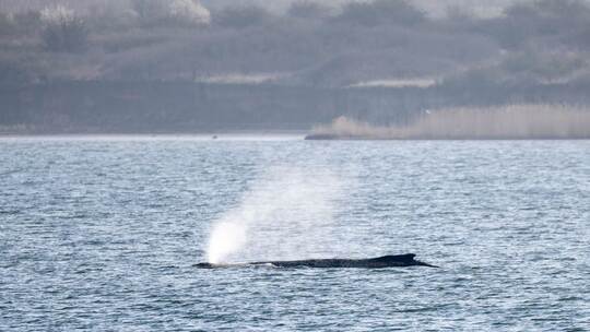 Buckelwal liegt weiterhin in Wismarer Bucht