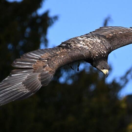 Seeadler Romeo wird vermisst