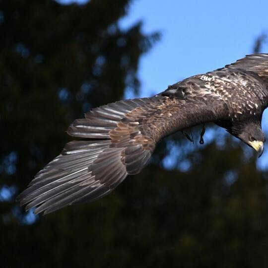 Seeadler Romeo wird vermisst