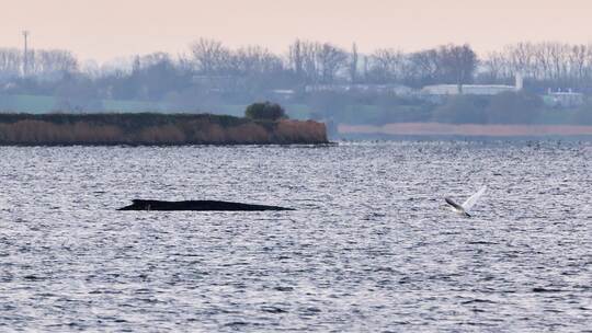 Buckelwal liegt weiter in Wismarer Bucht