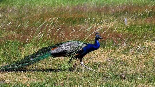 Pfau auf Straße gesichtet