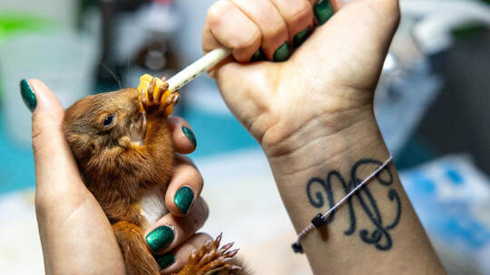 Wildtierhilfe Pforzheim SWP