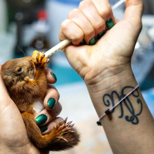 Wildtierhilfe Pforzheim SWP