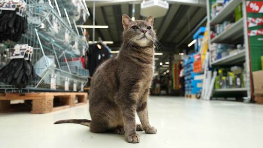 Katze "Lotti" lebt in Baumarkt
