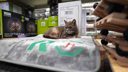 Katze "Lotti" lebt in Baumarkt