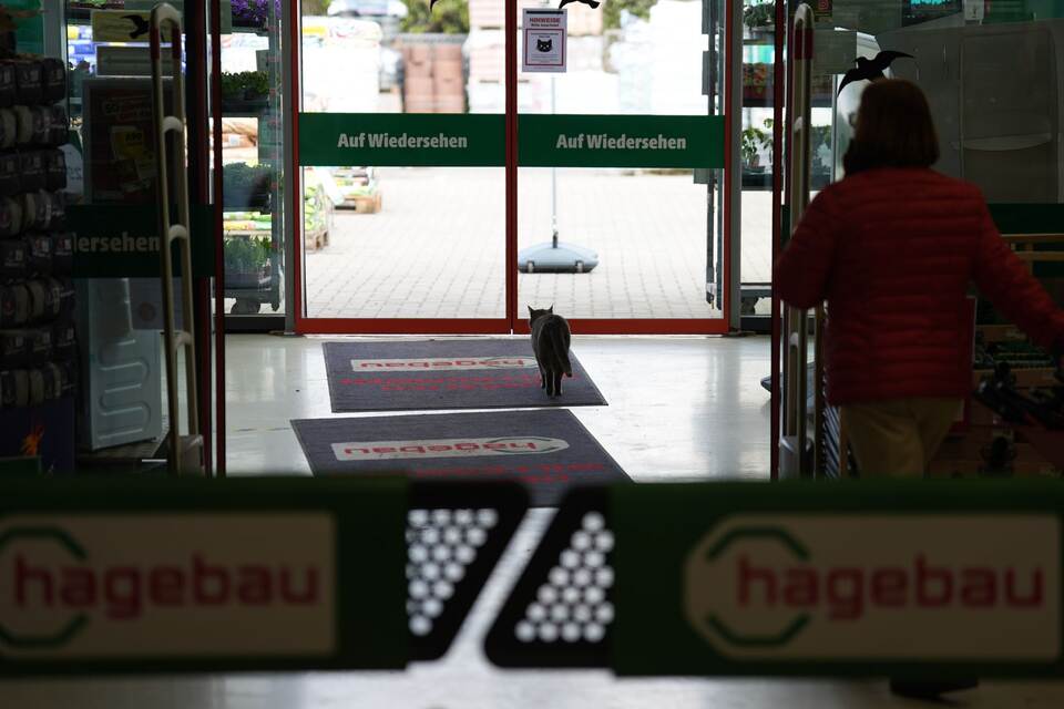 Katze "Lotti" lebt in Baumarkt