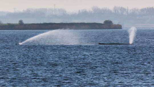 Buckelwal liegt weiter in Wismarer Bucht