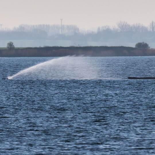 Buckelwal liegt weiter in Wismarer Bucht
