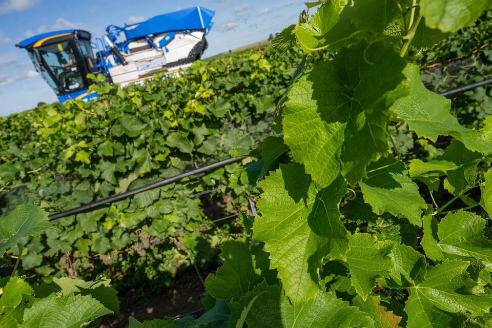 Weinlese in Mecklenburg-Vorpommern Weinlese in Mecklenburg-Vorpommern