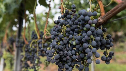 Merlot am Kaiserstuhl Merlot am Kaiserstuhl