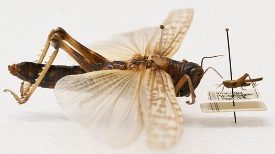 Heuschrecken im Naturkundemuseum Karlsruhe