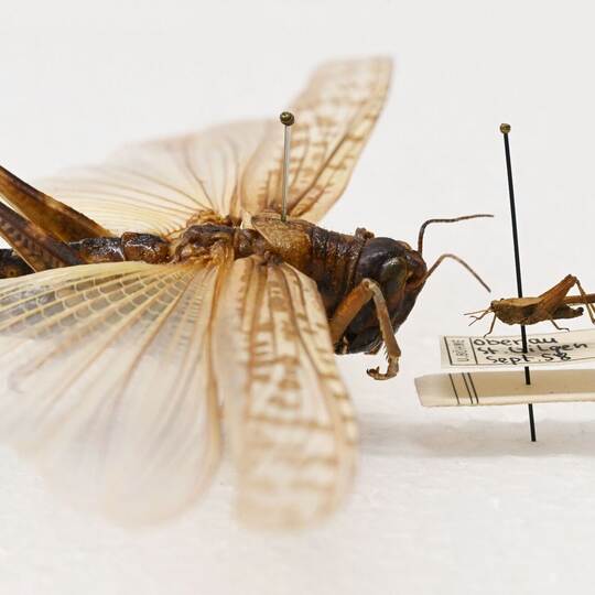 Heuschrecken im Naturkundemuseum Karlsruhe