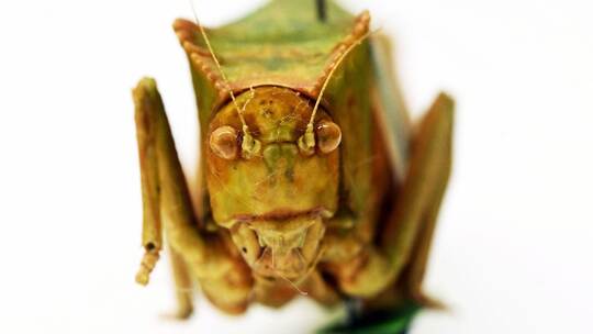 Heuschrecken im Naturkundemuseum Karlsruhe