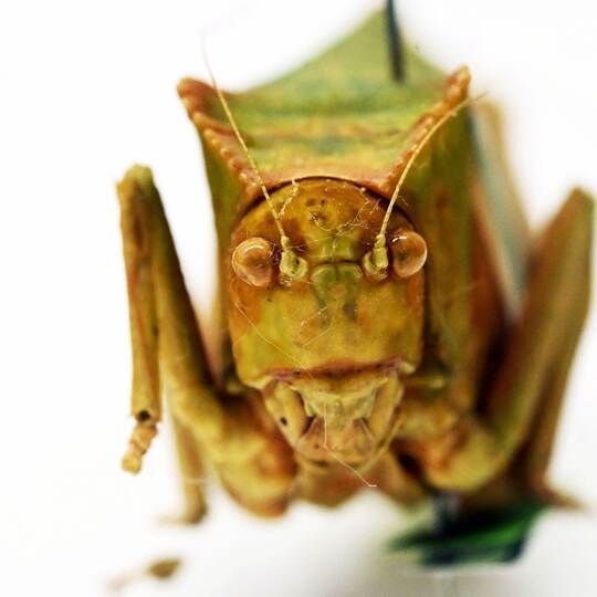 Heuschrecken im Naturkundemuseum Karlsruhe