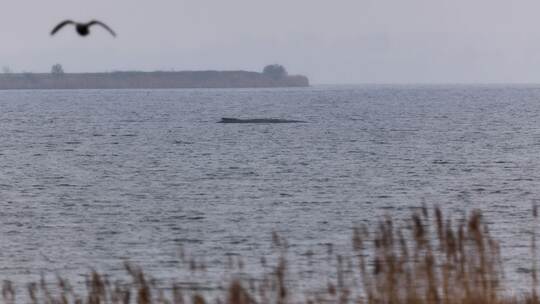 Buckelwal liegt weiter in Wismarer Bucht Buckelwal liegt weiter in Wismarer Bucht