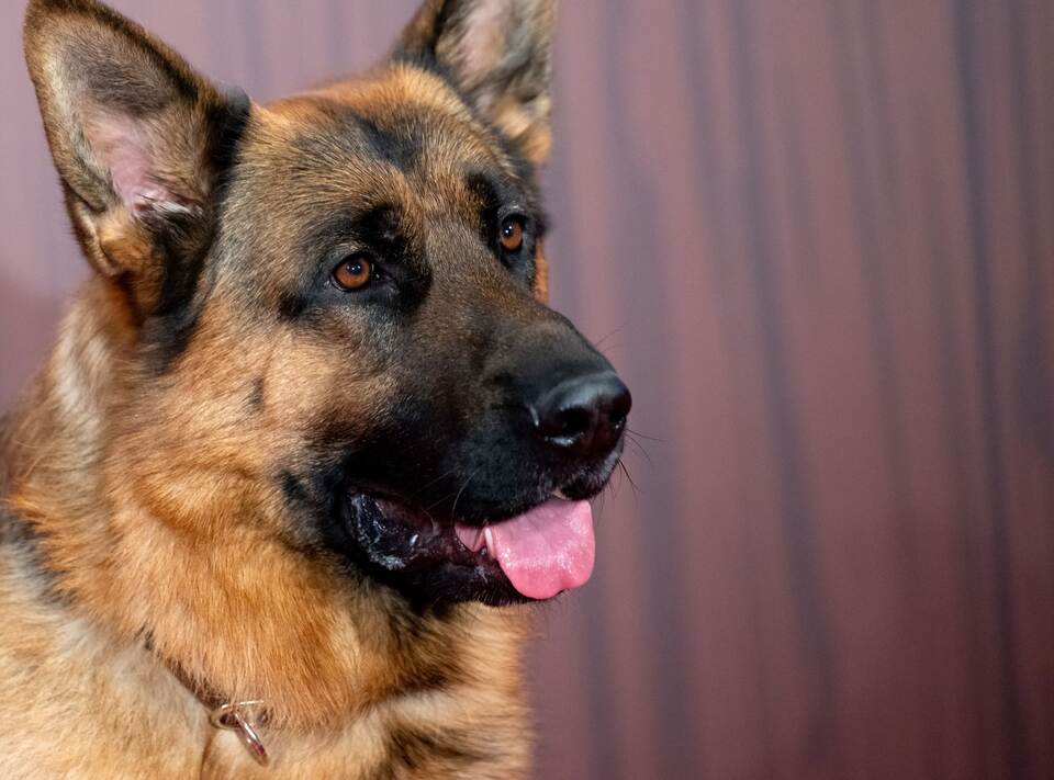 Premiere «Kommissar Rex»