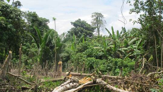 Dschungel in Papua-Neuguinea Dschungel in Papua-Neuguinea