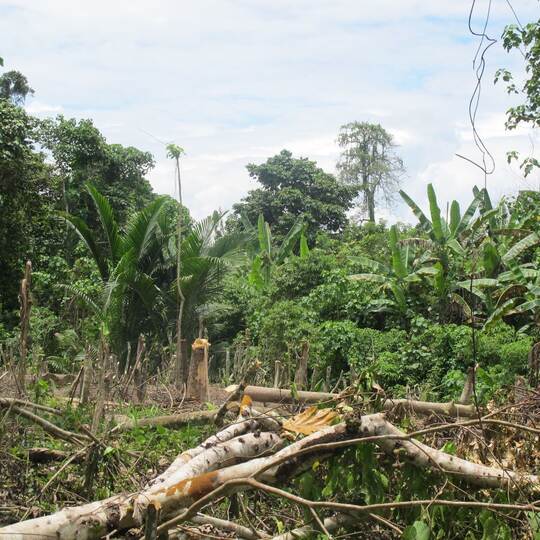 Dschungel in Papua-Neuguinea