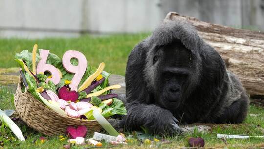 69. Geburtstag der Gorilla-Dame Fatou im Berliner Zoo