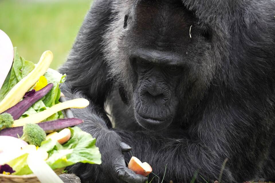 69. Geburtstag der Gorilla-Dame Fatou im Berliner Zoo