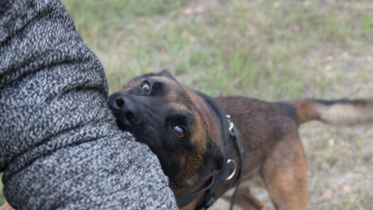 Training sheepdog on attacking. The dog bites in the protected arm.