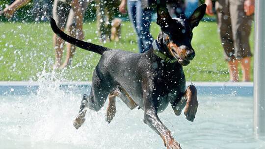 Dobermann-Hund